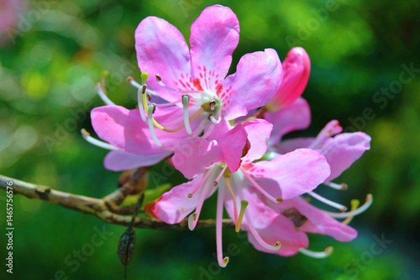 Fototapeta Azalea (Rhododendron) flowers