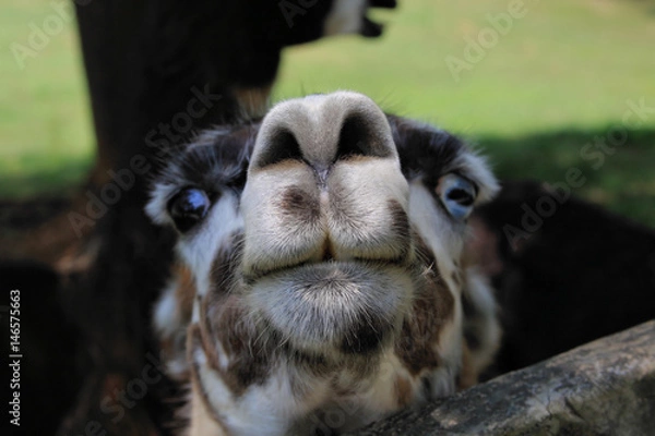 Obraz Flirting Llama's Snout