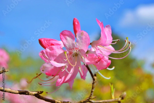 Fototapeta Azalea (Rhododendron) flowers