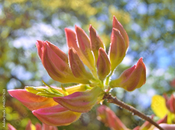 Fototapeta Azalea (Rhododendron) flowers