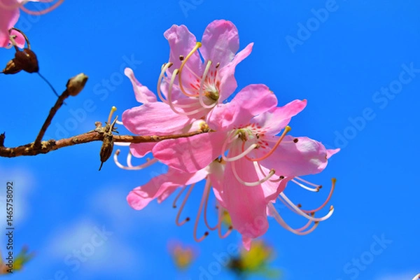 Fototapeta Azalea (Rhododendron) flowers