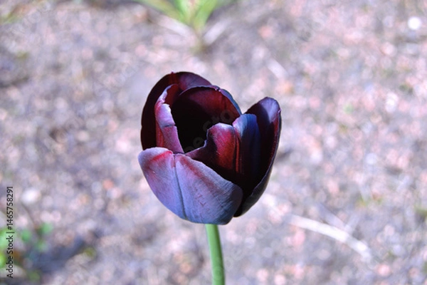 Fototapeta Tulip in the garden during summer