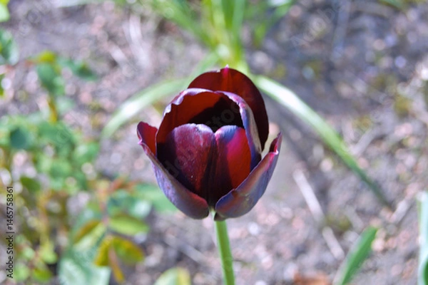Fototapeta Tulip in the garden during summer