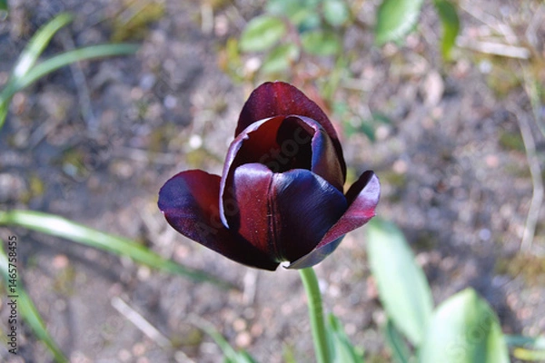 Fototapeta Tulip in the garden during summer