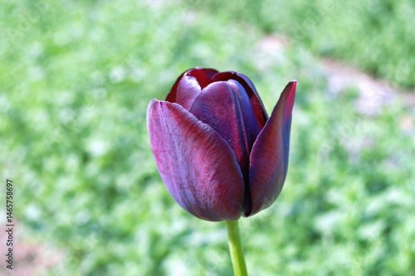 Fototapeta Tulip in the garden during summer