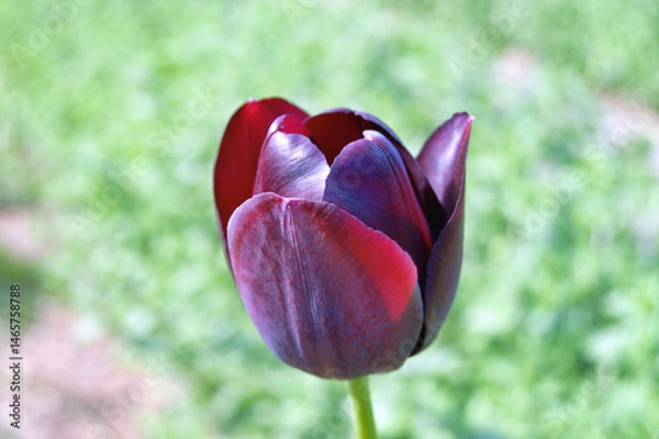 Fototapeta Tulip in the garden during summer