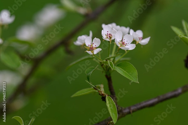 Fototapeta White pear tree flowers on a branch.

