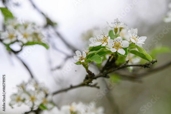 Fototapeta White pear tree flowers on a branch.
