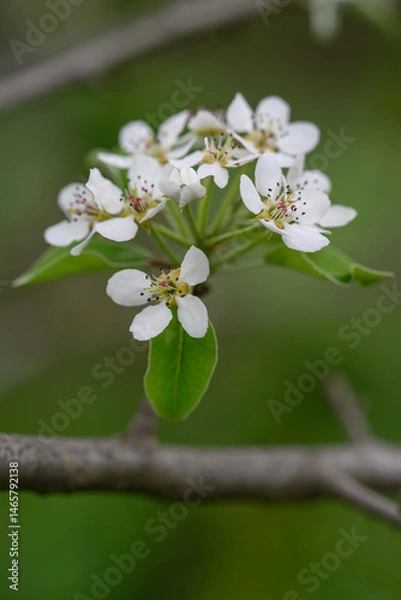 Fototapeta White pear tree flowers on a branch.
