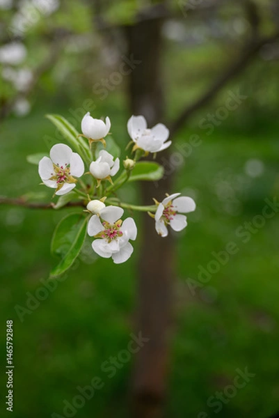 Fototapeta White pear tree flowers on a branch.
