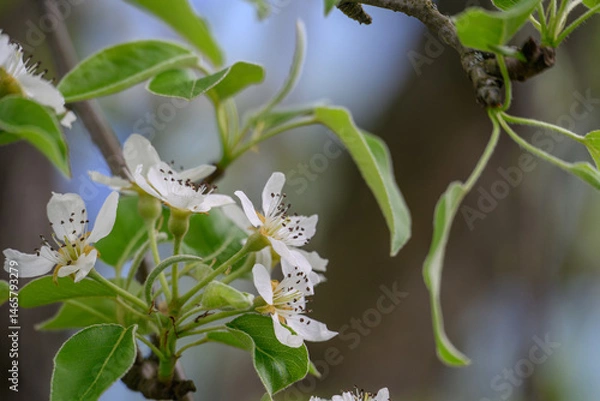 Fototapeta White pear tree flowers on a branch.
