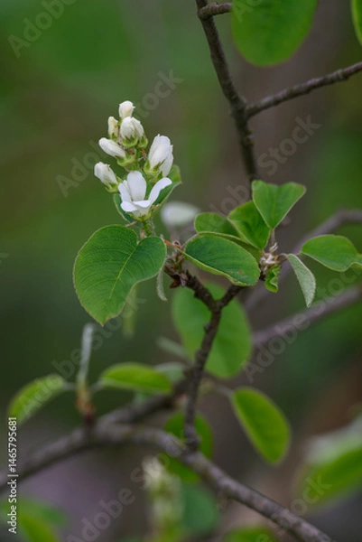 Fototapeta White flowers of Indian blueberry on a branch.
