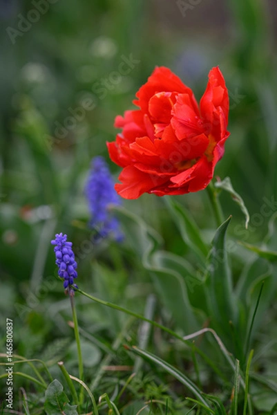 Fototapeta Beautiful red multi-petaled tulip flower.
