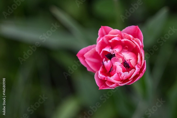 Fototapeta Beautiful pink multi-petaled tulip flower.
