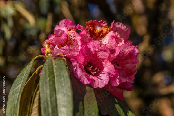 Fototapeta Rhododendron flowers on the huge tree in Himalayas. Spring red flowers of Rhododendron tree in blossom in Nepal on the trekking route in Himalaya mountains