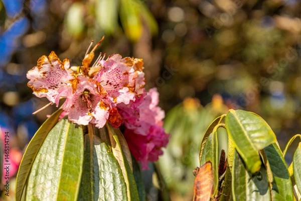 Fototapeta Rhododendron flowers on the huge tree in Himalayas. Spring red flowers of Rhododendron tree in blossom in Nepal on the trekking route in Himalaya mountains
