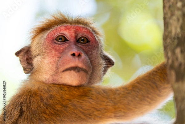 Fototapeta Close-up of monkey face in a nature background