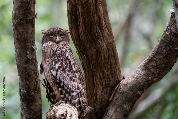Fototapeta Brown fish owl perched on a tree branch