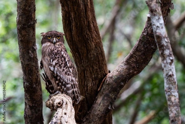 Fototapeta Brown fish owl perched on a tree branch