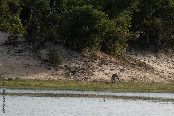 Fototapeta Leopard on the edge of a reservoir with the forest in the background

