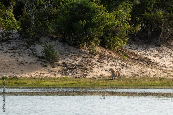 Fototapeta Leopard on the edge of a reservoir with the forest in the background
