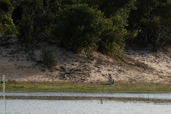 Fototapeta Leopard on the edge of a reservoir with the forest in the background
