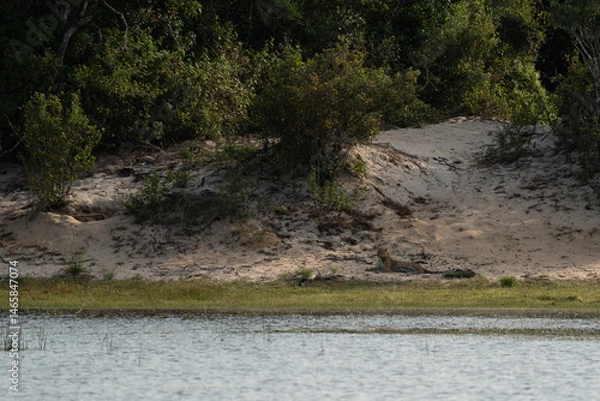 Fototapeta Leopard on the edge of a reservoir with the forest in the background
