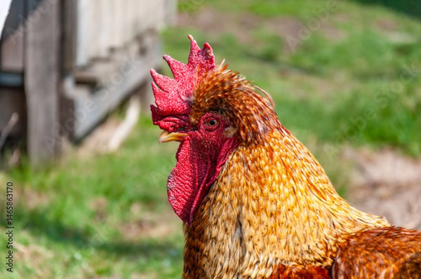 Obraz Close-up of a colorful rooster in bright sunlight, showing its detailed red comb, wattles, and richly textured feathers. Blurred green and rustic farm background.