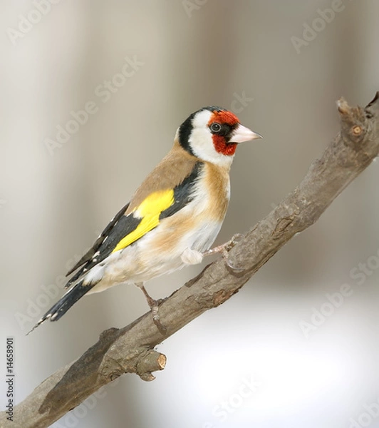 Obraz goldfinch at the branch