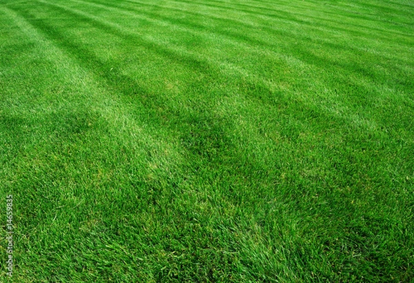 Obraz trawnik