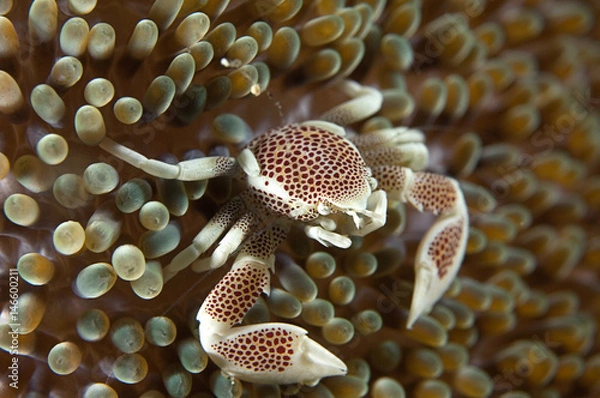 Obraz Sea anemone crab 