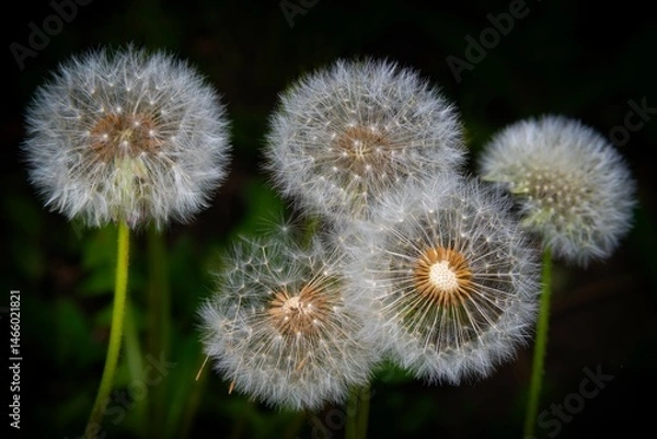 Fototapeta Close-up image with a group of white dandelions seeds in the meadow.