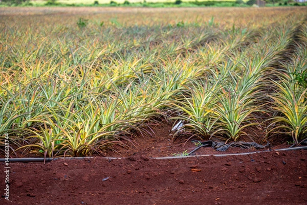 Fototapeta Rows of cultivated pineapples in agricultural production