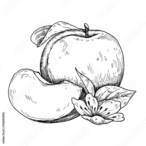 Obraz Sketch pen and ink vintage plum  illustration, draft silhouette drawing, black isolated on white background. Food graphic etching design.	