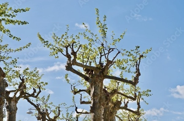 Obraz Fresh green platanus trees