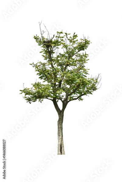 Fototapeta  Trees and bonsai green leaves. (autumn)
The Ratchaphruek tree is blooming bright yellow. (png)		
