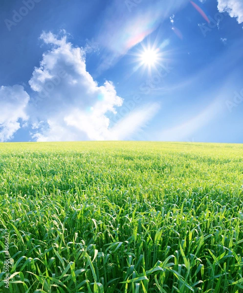 Obraz Summer sunny landscape