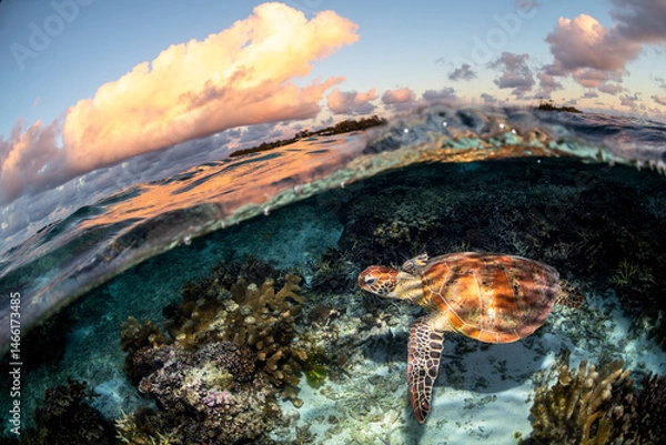 Fototapeta A green sea turtle swims peacefully along the reef at sunset at Lady Elliot Island, Australia.