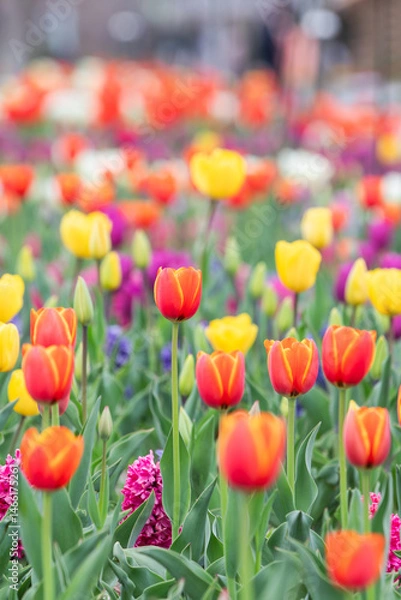 Obraz A variety of garden tulips in full bloom adorn the park garden, their vivid colors—red, yellow, purple. 