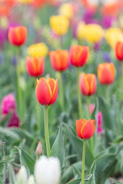 Obraz A variety of garden tulips in full bloom adorn the park garden, their vivid colors—red, yellow, purple. 