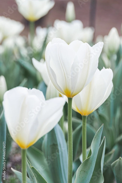 Obraz White garden tulips blooming in the park garden.