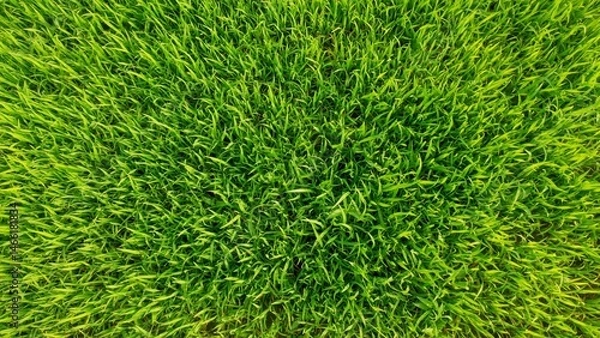 Fototapeta Close up overhead view of fresh vibrant green grass background