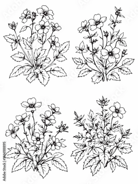 Obraz Herb Robert line art simple elegant floral drawing.eps