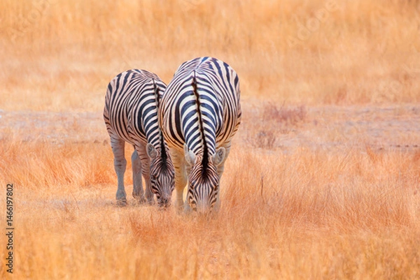 Obraz Zebra standing in yellow grass on Safari watching, Africa savannah - Etosha National Park, Namibia