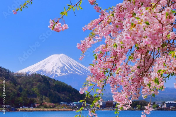 Obraz 【山梨県】河口湖の桜と富士山