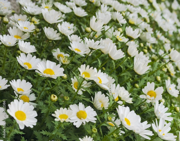 Fototapeta Beautiful white daisy flower background. Bright chamomiles , camomiles meadow. Summer in the garden. Selective focus