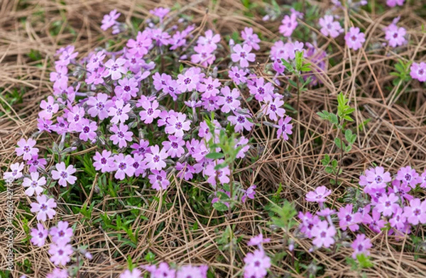 Obraz A purple-petaled creeping phlox was discovered in the park's grass. Phlox subulata, Moss phlox, Moss pink, Mountain phlox