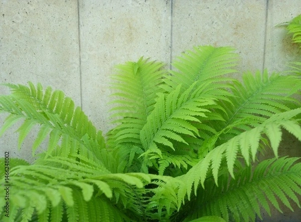 Obraz Lush bush of fern with green leaves on granite background. Beautiful fern in spring
