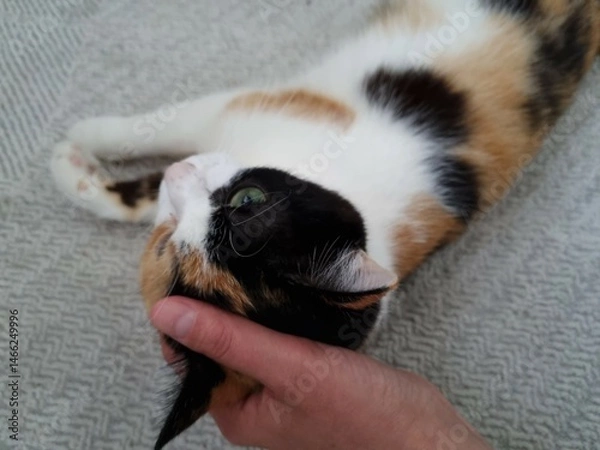 Obraz Beautiful tricolor cat put her head on a person's palm. Affectionate calm cat close-up