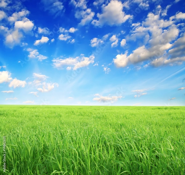 Fototapeta Summer field